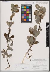 Foto von Salix caprea L.